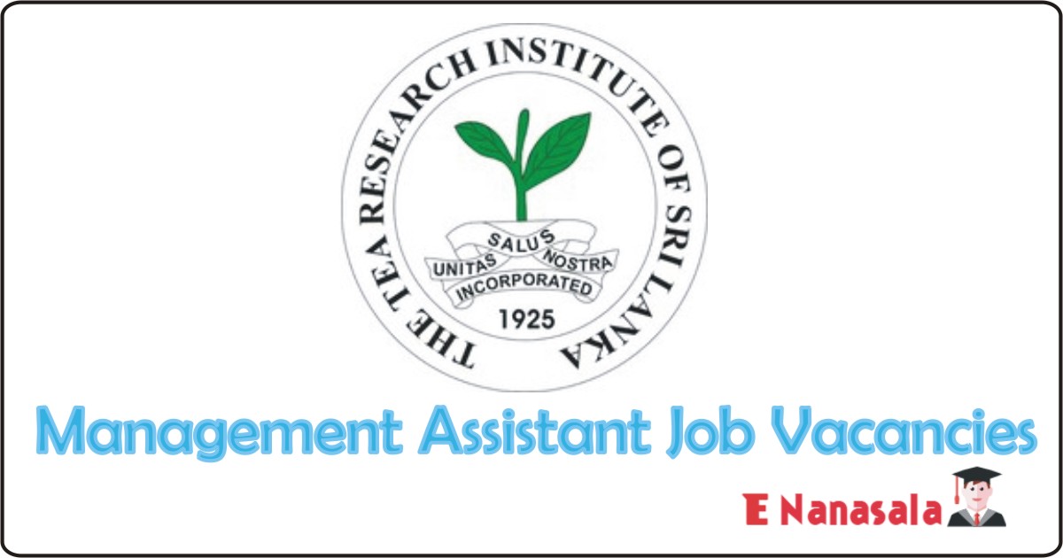 Government Job Vacancies in Tea Research Institute, Tea Research Institute Job Vacancies, Management Assistant Government Job Vacancies