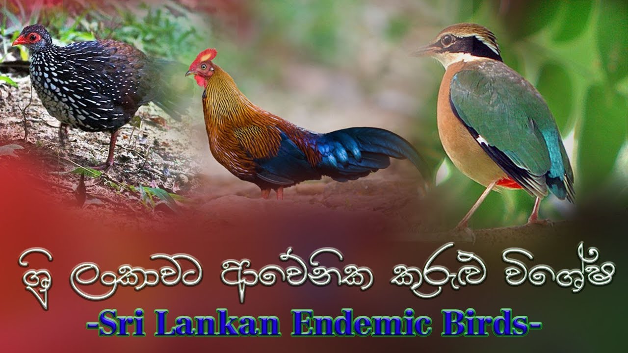 Endemic Birds in Sri Lanka - Grade 5