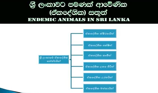 Endemic Animals in Sri Lanka Grade 05