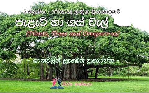Environment Plants and Trees lesson - Grade 05